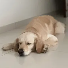Buddy napping on the cool floor. Fostering allows dogs like him to experience a normal home environment, which is crucial for their rehabilitation.