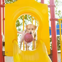 Who's ready to slide? A playground shoot is a fantastic way to capture your dog's playful spirit. This Labrador is having the time of his life with his favorite ball.