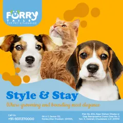 Style and stay meet elegance at FurryTails. We offer a perfect combination of professional grooming and premium boarding services for dogs and cats.