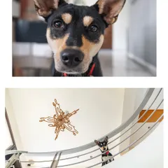 A collage showing Luna the Indie's personality. The top is a curious close-up, and the bottom is an architectural shot of her on a beautiful staircase, showcasing her in her home environment.