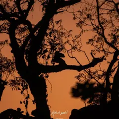 Can you spot the Langur monkey? This silhouette shot against an orange sky is a game of hide-and-seek, using the dark shapes of the trees to create a mysterious mood.