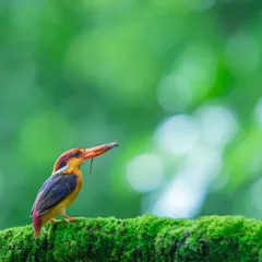 A wider view of the Oriental Dwarf Kingfisher, showing its small size in the vastness of the green forest. It's a jewel of the Western Ghats.