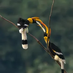 Two Great Indian Hornbills engage in a casque butting ritual. Witnessing and photographing these fascinating social interactions is a highlight of my hornbill expeditions.
