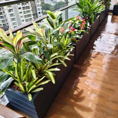 Even a high rise balcony can become a green escape. I design and maintain these spaces using custom planters and a careful selection of plants like Cordyline and flowering annuals that can handle the urban environment.