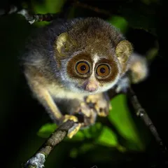 The Grey Slender Loris, or 'Kaadu Papa' (forest baby), peers down from a branch. Finding these small, nocturnal primates with their huge eyes is a special perk of going on night walks.