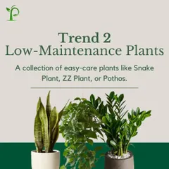 Trend 2: Low-Maintenance Plants. For those with a busy lifestyle, I recommend easy-care plants like the Snake Plant, ZZ Plant, and Pothos. They thrive on neglect and still look fantastic.