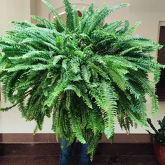 This giant fern is so full and healthy it almost hides the person holding it. I take pride in providing robust and thriving plants for my clients.