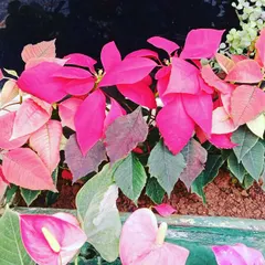 A stunning planter filled with bright pink poinsettias and anthuriums, adding a burst of tropical color.