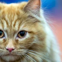 The vibrant, colorful background makes this ginger cat's fur and eyes pop. Studio portraits can be dramatic and festive, using color to create a joyful mood.
