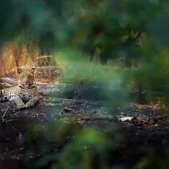 A leopard watches from the shadows in a central Indian jungle. Not everything wild makes a sound; some just watch and vanish. We track that silence.