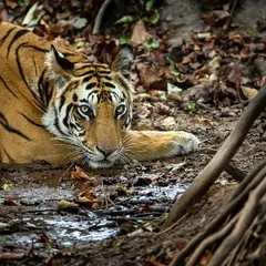 A close-up portrait of Kajri, a beautiful tigress named for her mesmerizing, kohl-lined eyes. She is resting in a waterhole, her gaze intense and captivating.