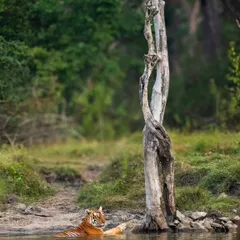 A tiger seeking relief from the heat is a classic jungle scene. This series from Kabini shows the Magge female enjoying a summer evening in a waterhole, the golden light catching her fur beautifully.