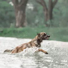 My Belgian Malinois, Floyd, is a true water dog. Here he is mid-splash, retrieving a stick from the lake. Providing outlets like this is essential for high-energy breeds.