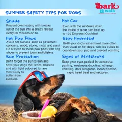 Keep your dog safe and cool this summer with these essential safety tips. Learn how to prevent overheating, protect their paws, and recognize the signs of heatstroke.