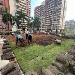 No project is too big for our team. Here we are laying a 6,500 square foot lawn for the Maple Leaf residential complex in Powai, a task we successfully completed in just three days.