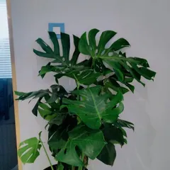 The iconic Monstera deliciosa, also known as the Swiss Cheese Plant, makes a bold statement in any indoor space. Its large, fenestrated leaves add a touch of the tropics. We select healthy, mature plants like this one to ensure they make an immediate impact in your office or home.