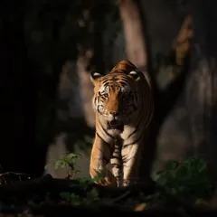 Junior Bajrang emerges from the shadows in Kanha, with golden winter light slicing through the canopy. I underexposed the shot to create this dramatic interplay of light and shadow.