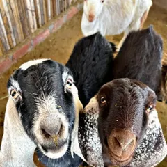A group of our goats looking up, curious to meet new friends. They are always ready for a gentle pat or a healthy snack from our visitors.