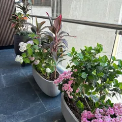 A beautiful combination of flowering hydrangeas and colorful cordyline plants in modern oval planters on a client's balcony.