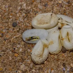 A delicate Buff-striped Keelback hatchling emerges from its egg. After finding these eggs during a rescue, we incubated them and were privileged to witness their first moments before releasing them back into the wild.