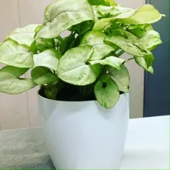 A Syngonium with lighter, almost white leaves, showcasing the variety within a single plant species. These are great for beginners as they are very forgiving and communicate their needs clearly.
