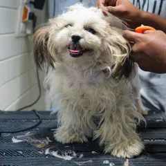 Before: Honey the Shih Tzu came to us with heavily matted fur, which can be very painful. This required a full shave to safely remove the knots.