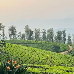 Imagine pedaling through the rolling tea plantations of the Nilgiris, with endless green carpets under a clear blue sky. Our 'Misty Mountain Hop' tour is a sensory journey through one of South India's most beautiful mountain ranges.