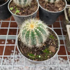A close-up of a small, fuzzy cactus. Cacti are perfect for sunny spots and for people who sometimes forget to water their plants.