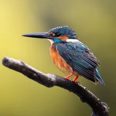 A Common Kingfisher, glistening with water droplets, sits on a new wooden perch. I replaced its old rusty perch to give it a more natural and comfortable spot to rest.