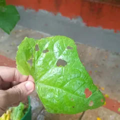 If you see irregular holes like this on your leaves, snails are likely the culprit, especially during the monsoon. In our workshops, we cover simple, organic ways to identify and manage common garden pests.