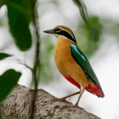 A perfect portrait of the vibrant Indian Pitta, also known as 'Navrang' for its nine colours. This shot highlights its stunning green, blue, and red plumage, a true jewel of the Indian forests.