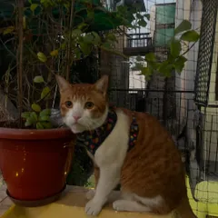 Jarvis is enjoying the fresh air and greenery from the safety of the screened-in balcony. It's a perfect spot for cats to get enrichment without any danger.