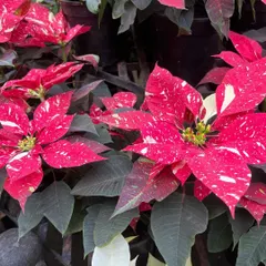 For something a little different, consider this speckled Poinsettia. The festive splashes of white on the red bracts make it a unique and cheerful addition to any holiday decor.