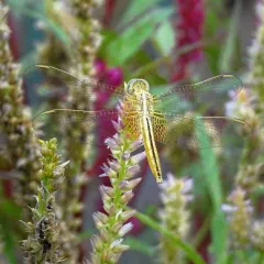 A golden-winged Skimmer dragonfly seen during our walk at Sunder Nursery. These insects are not only beautiful but are also indicators of a healthy wetland ecosystem.
