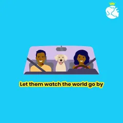 A car ride can be a wonderful experience for a pet. Our service ensures they can safely watch the world go by in a secure and air conditioned vehicle, making the journey part of the fun.