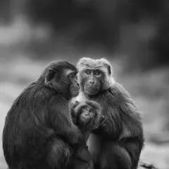 A tender family portrait of macaques, where the lack of color emphasizes the emotional connection and interaction between them.