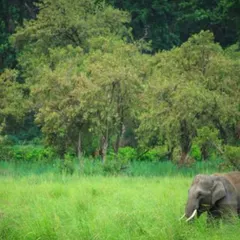 A herd of elephants grazing peacefully in the lush grasslands of Jim Corbett National Park. The park is a sanctuary for a rich variety of flora and fauna.