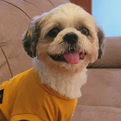This happy Shih Tzu is smiling for the camera after his grooming session. A regular trim keeps their long hair out of their eyes and helps them stay cool and comfortable.