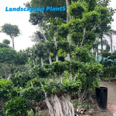 Yeh bhi Ficus ka ek multi-trunk topiary/bonsai hai. Iske safed tane aur upar ghane patton ka guchha isko ek alag hi look deta hai.