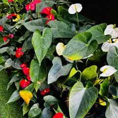 My store is currently filled with these gorgeous anthuriums. Their waxy, heart-shaped flowers come in vibrant reds and pure whites, making them a long-lasting and elegant choice for indoor decor.