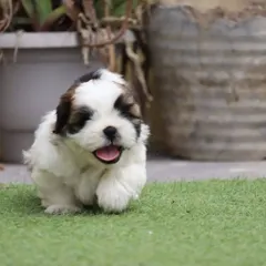 Look at this happy little Shih Tzu pup running around on the grass. I ensure all my puppies are active and well-socialized from a young age, which helps them adapt quickly to their new homes.