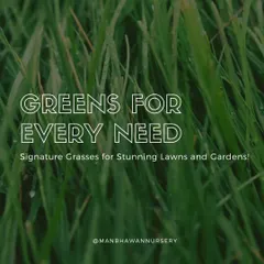 We provide signature grasses for stunning lawns and gardens. Whether you need ornamental grass for decoration or a durable variety for a functional lawn, we have a solution for every need.