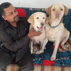 Happy dogs on the couch with their human. I encourage pets to use the furniture and make themselves at home, ensuring they are always comfortable.