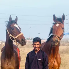 One of our team members standing with two of our beautiful brown horses. We take great pride in the health and training of our animals.