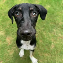 Say hello to Kishmish, a 5-month-old Indie in our Basic Obedience Residency Program. Don't let her cute face fool you, she has a strong personality and we're working on her separation anxiety and FOMO.