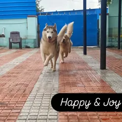 Happy and Joy, a Husky and a Golden Retriever, racing each other across the yard. This is what freedom looks like.
