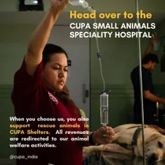 When you choose our hospital, you do more than just care for your pet. This image of a team member preparing an IV drip shows the high level of medical attention we provide, with all revenues redirected to support our animal rescue and welfare activities.