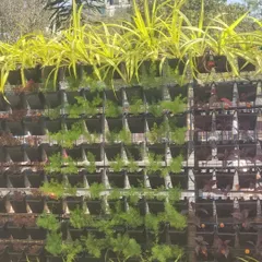 Here is another section of the vertical garden, showcasing a different planting scheme. I used bright green Spider Plants at the top to create a cascading effect, with rows of other hardy plants below to build a full and lush wall of green.