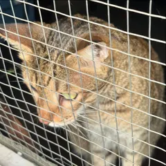 A community cat safely secured in a humane trap. This is the 'T' in TNR. I ensure the process is as gentle and stress-free as possible for the cat before we head to the vet for their sterilization procedure.