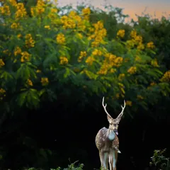 A spotted deer stag stands before a backdrop of yellow Senna spectabilis flowers. While beautiful, this invasive plant is a threat to the local ecosystem, adding a layer of conservation story to the image.